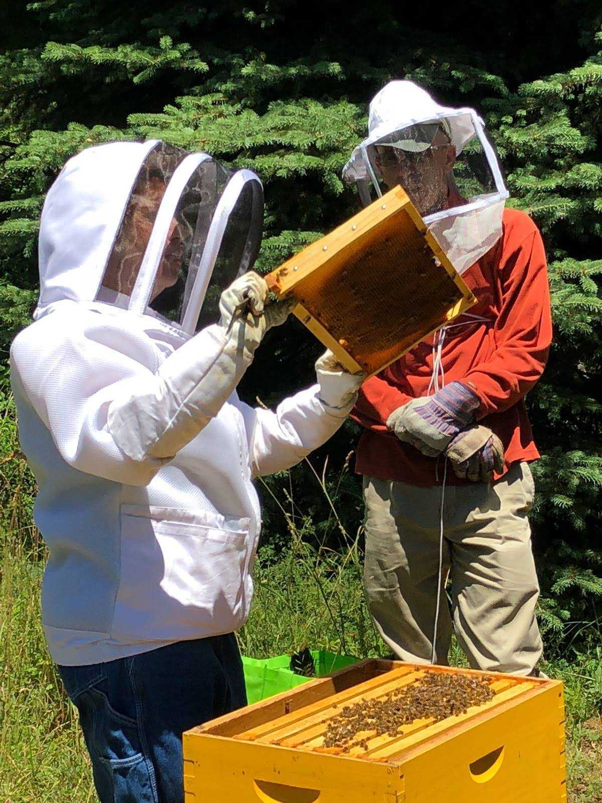 Karin's bees at work on the comb